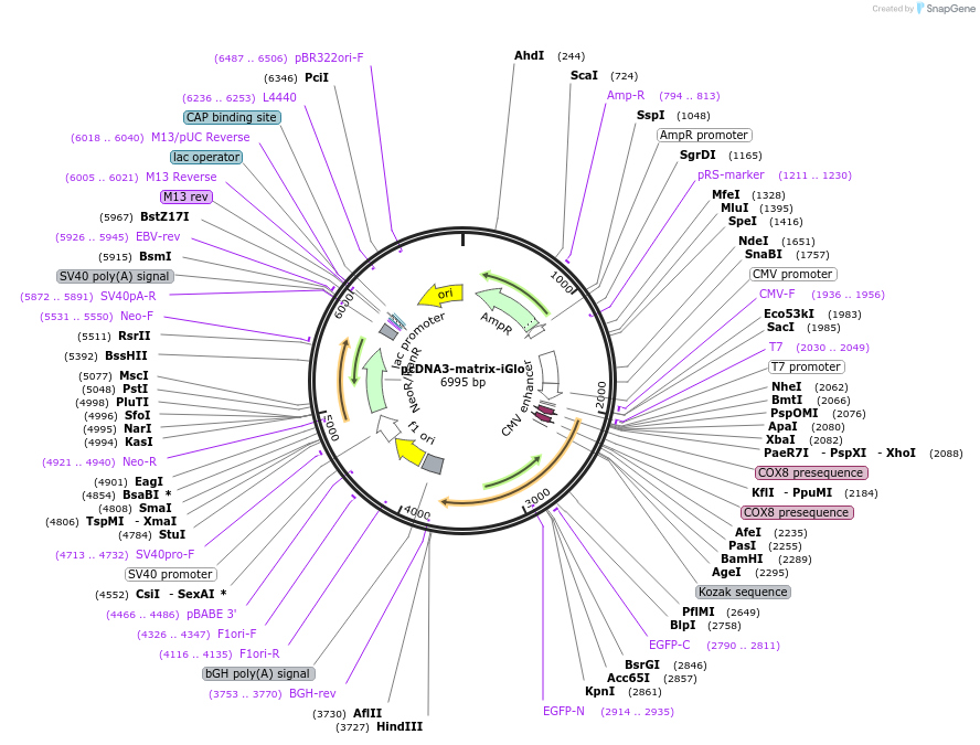 251832-plasmid-map-sequence-id-508387