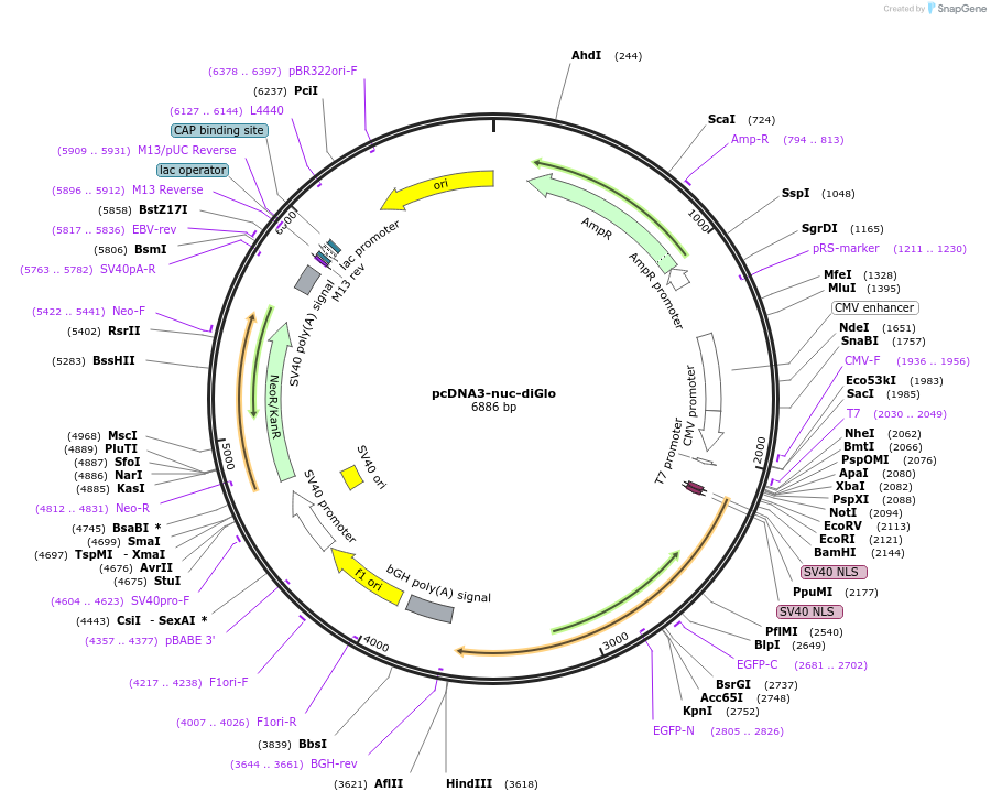 251843-plasmid-map-sequence-id-508388