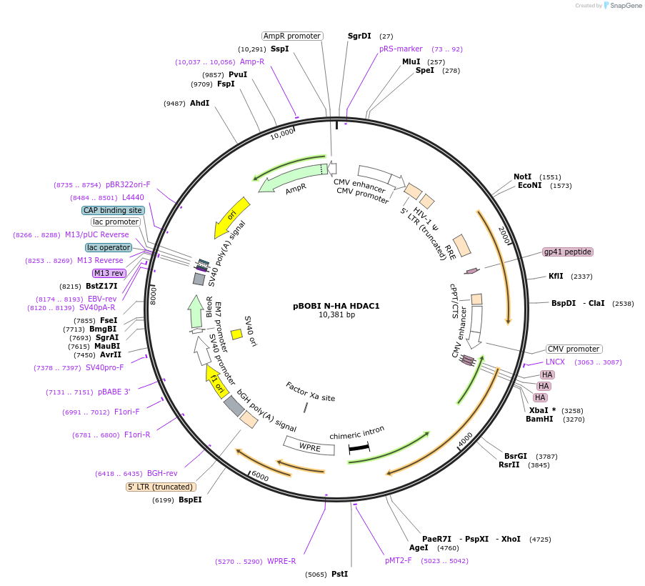 246150-plasmid-map-sequence-id-508391