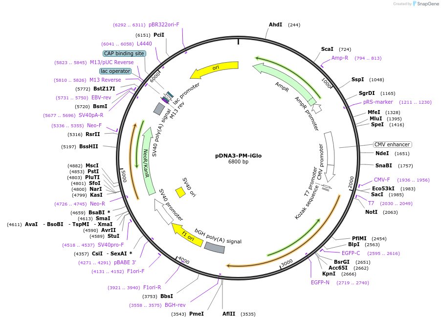 251840-plasmid-map-sequence-id-508393