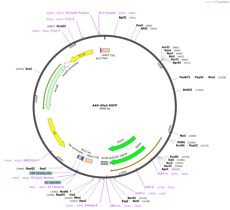 254429-plasmid-map-sequence-id-508394