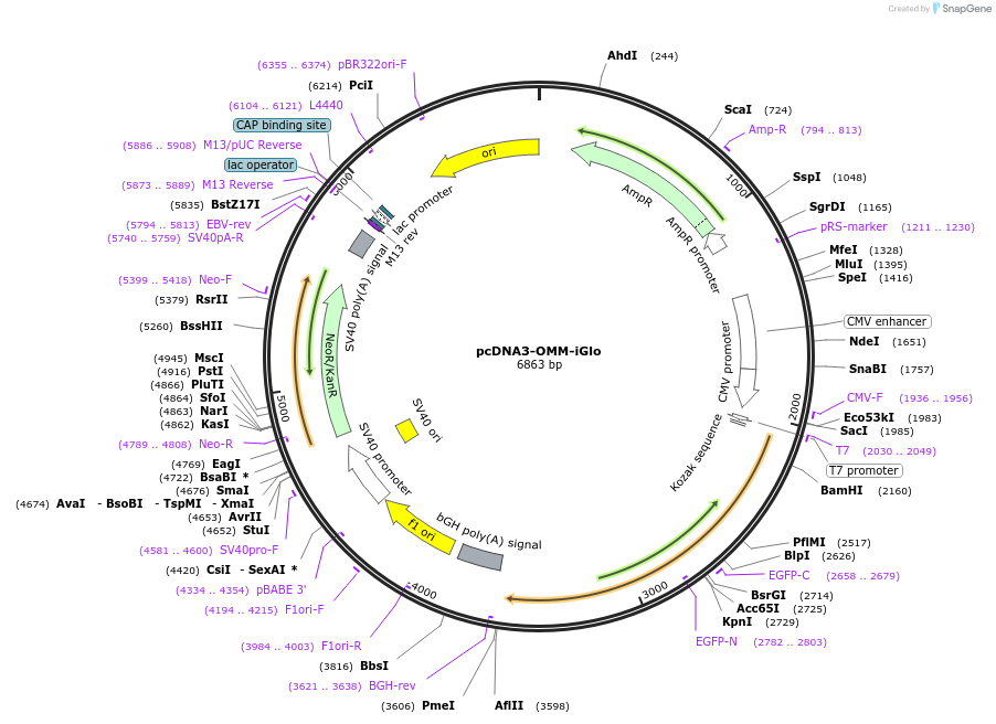 251838-plasmid-map-sequence-id-508396