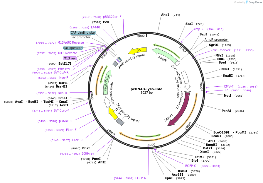 251836-plasmid-map-sequence-id-508397