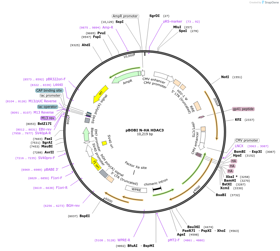 246152-plasmid-map-sequence-id-508398