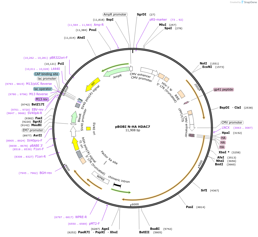 246156-plasmid-map-sequence-id-508400