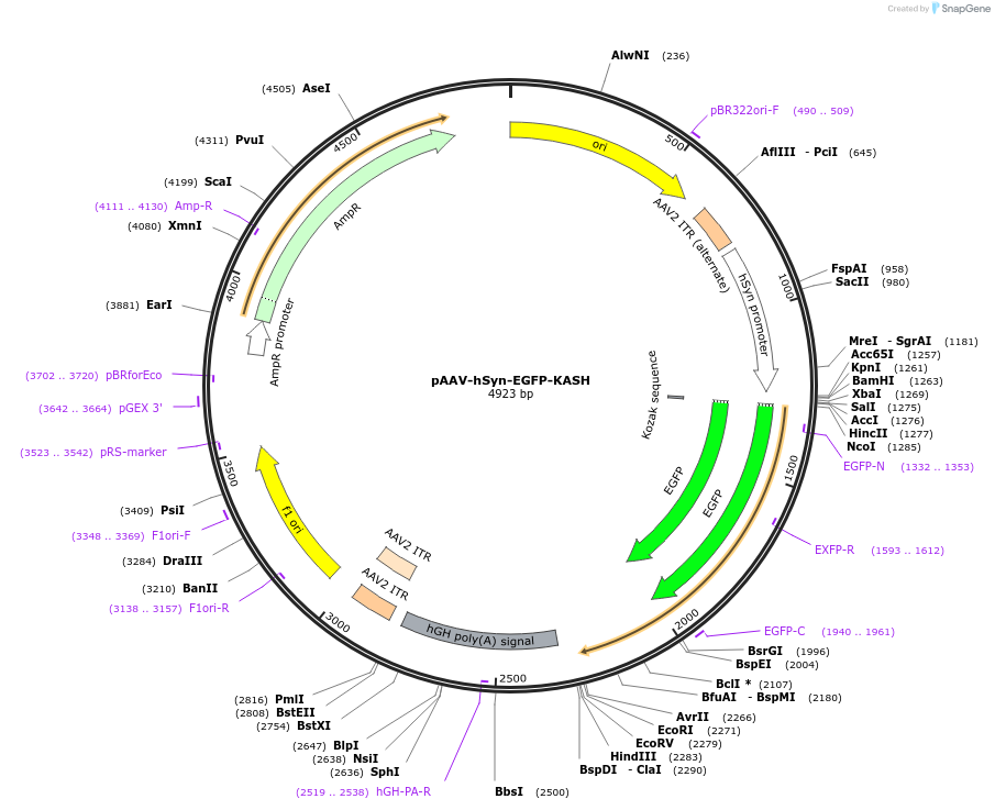 209201-plasmid-map-sequence-id-508424