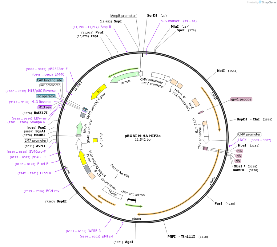 246211-plasmid-map-sequence-id-508425