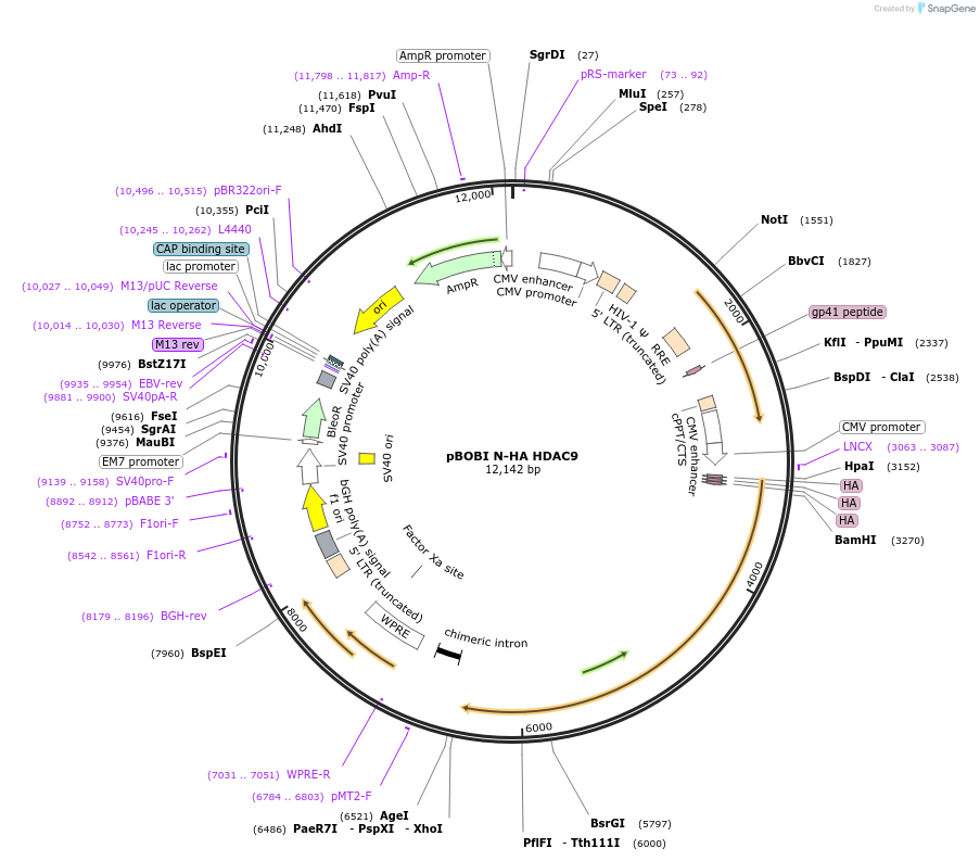 246158-plasmid-map-sequence-id-508427