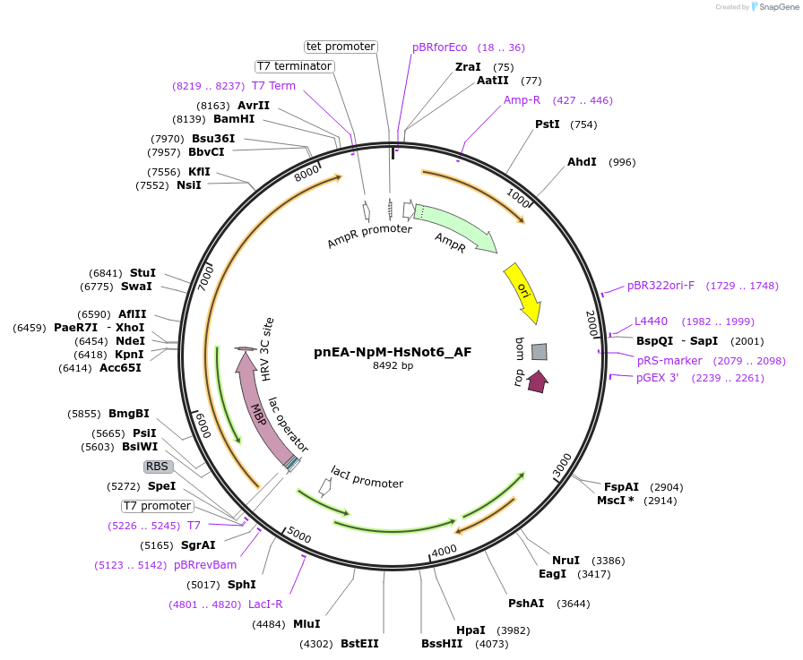 148738-plasmid-map-sequence-id-508470
