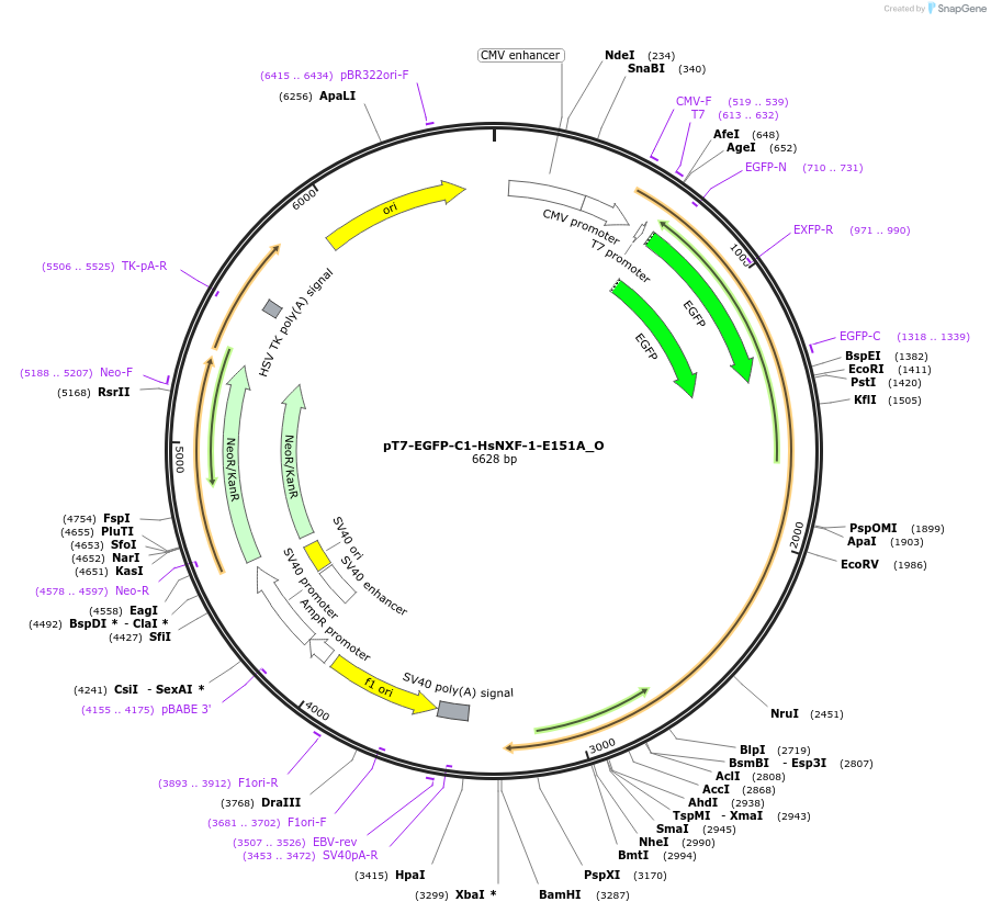 147118-plasmid-map-sequence-id-508476