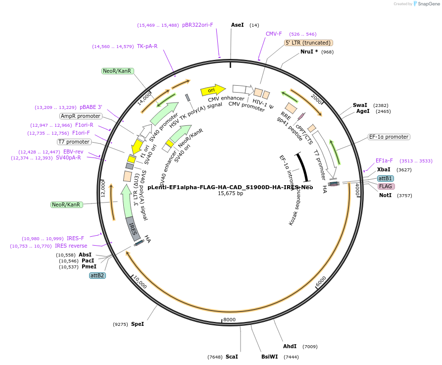 253786-plasmid-map-sequence-id-508483