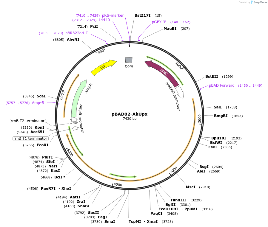 254549-plasmid-map-sequence-id-508522
