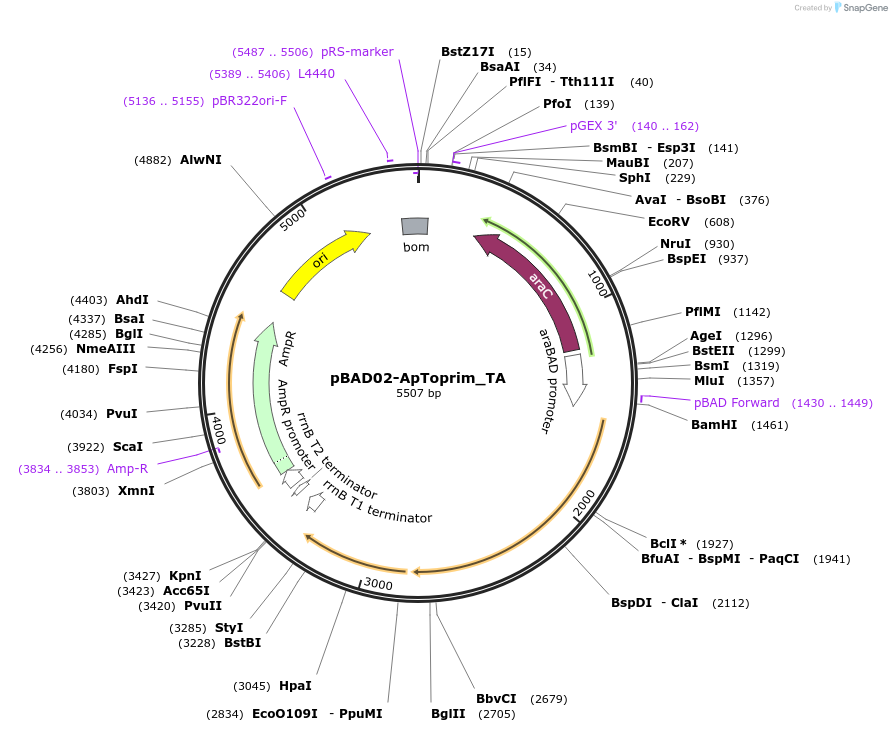254551-plasmid-map-sequence-id-508526