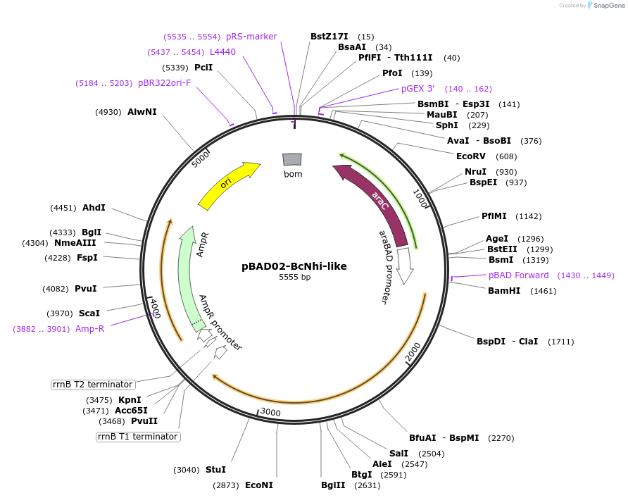 254553-plasmid-map-sequence-id-508528