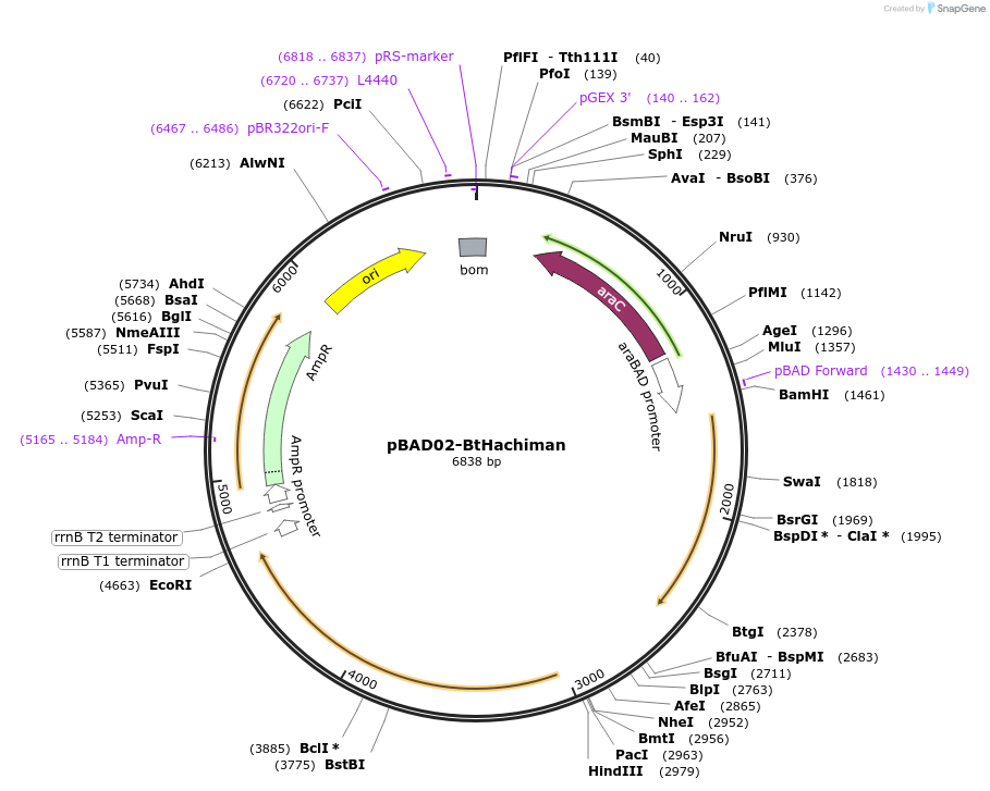 254556-plasmid-map-sequence-id-508534