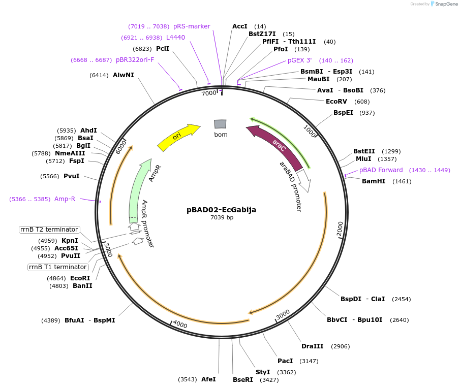 254557-plasmid-map-sequence-id-508537