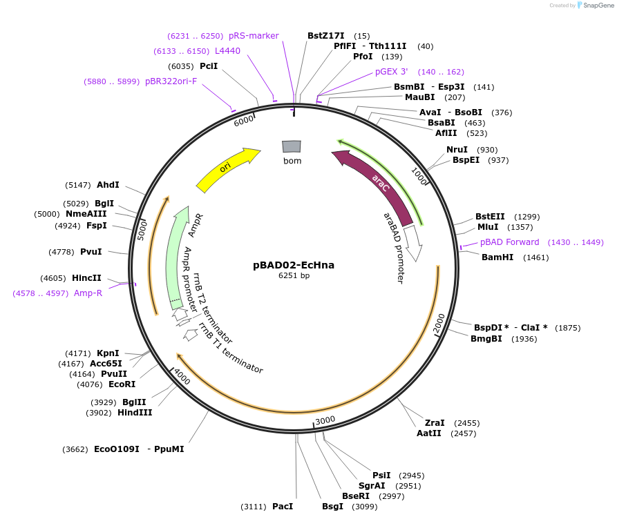 254560-plasmid-map-sequence-id-508540