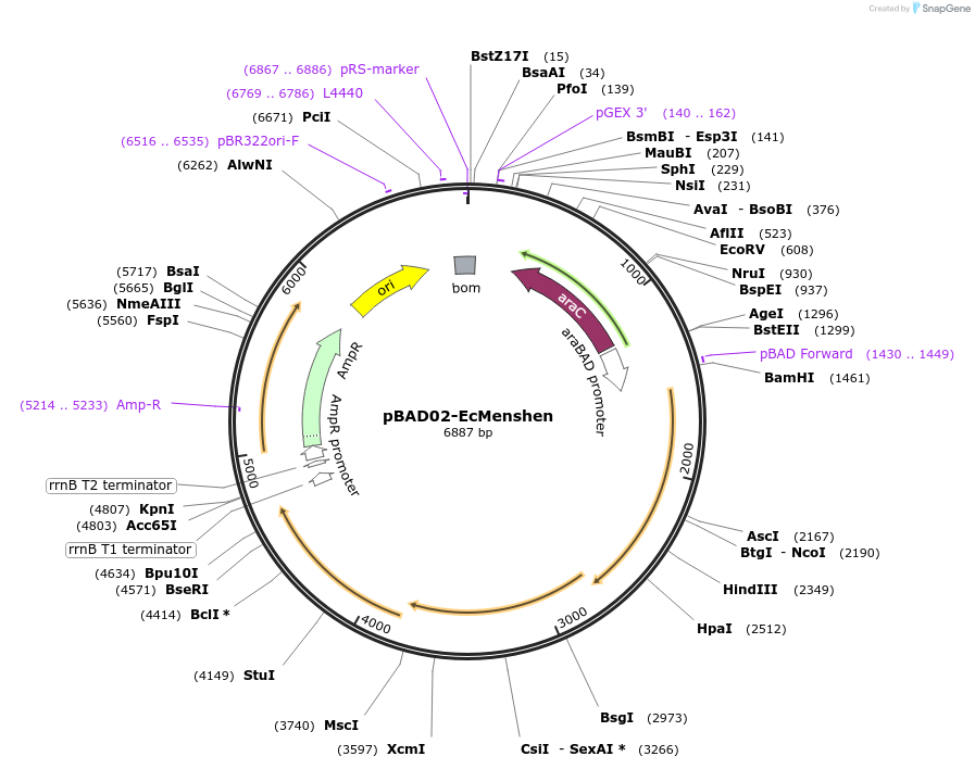 254561-plasmid-map-sequence-id-508541