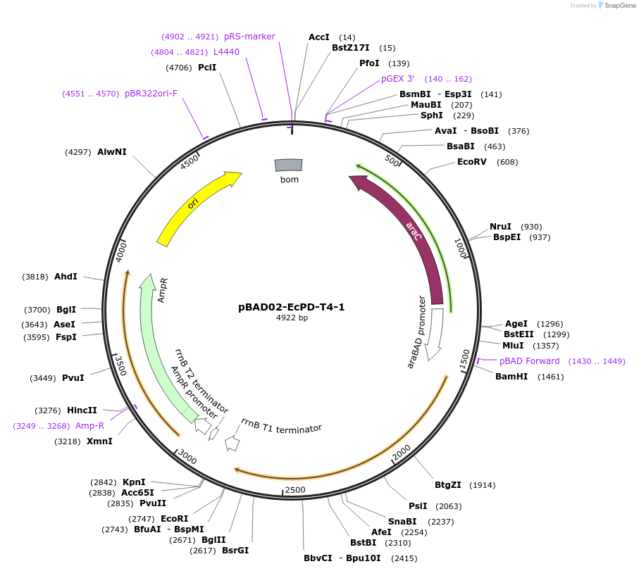 254565-plasmid-map-sequence-id-508545