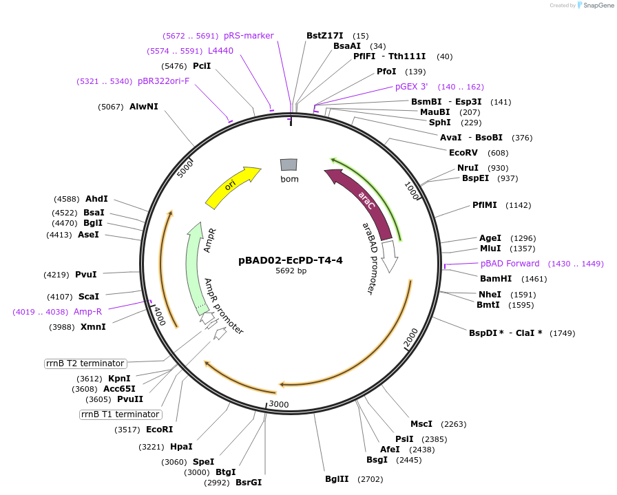 254566-plasmid-map-sequence-id-508546