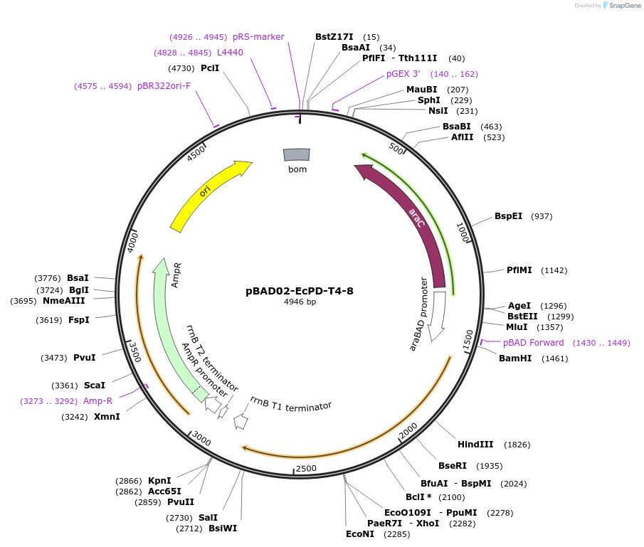 254567-plasmid-map-sequence-id-508547