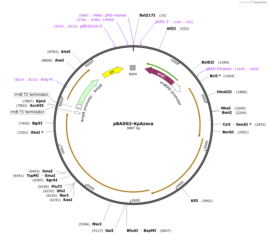 254569-plasmid-map-sequence-id-508548