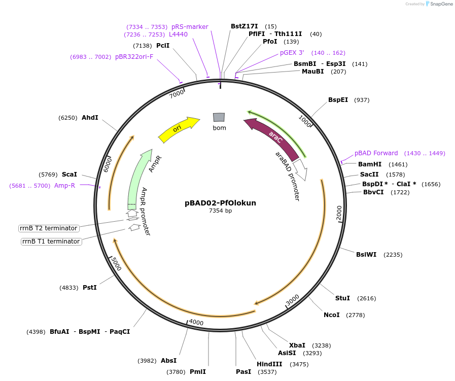 254571-plasmid-map-sequence-id-508549