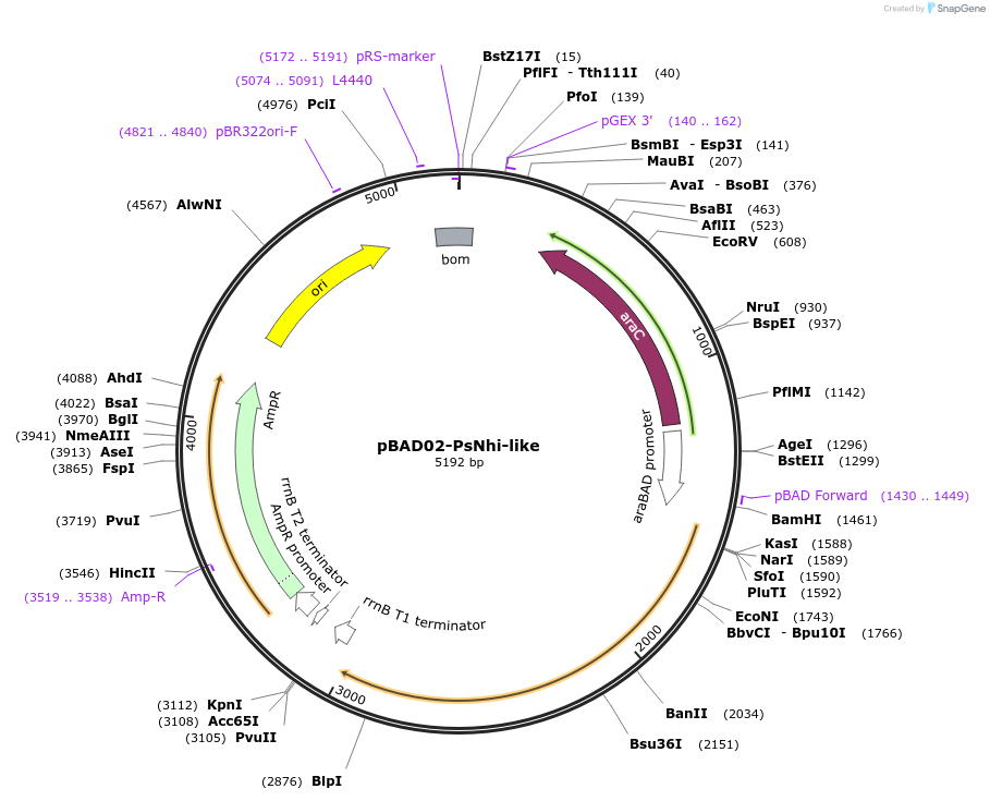 254573-plasmid-map-sequence-id-508552