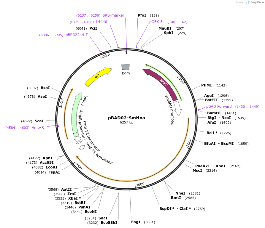 254576-plasmid-map-sequence-id-508554
