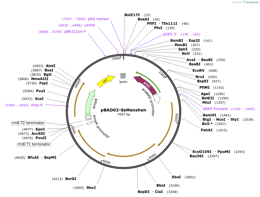254577-plasmid-map-sequence-id-508556