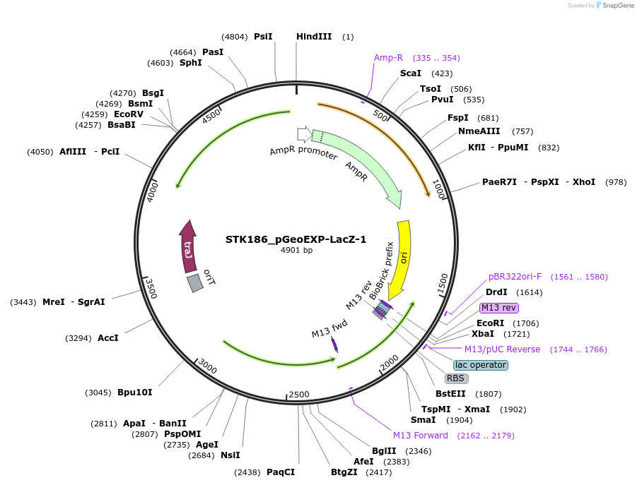 235445-plasmid-map-sequence-id-508561