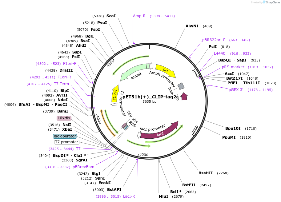 254205-plasmid-map-sequence-id-508623
