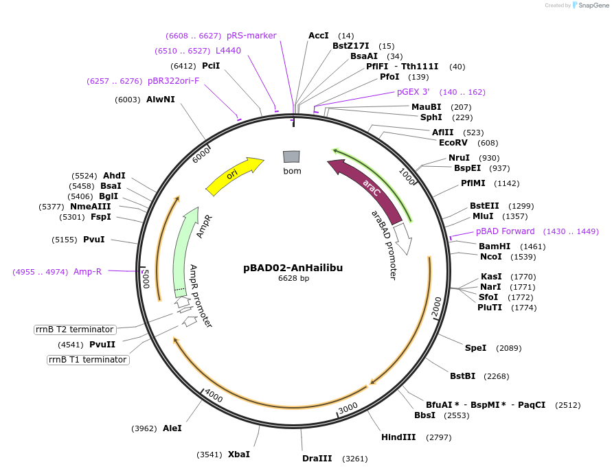 254550-plasmid-map-sequence-id-508624
