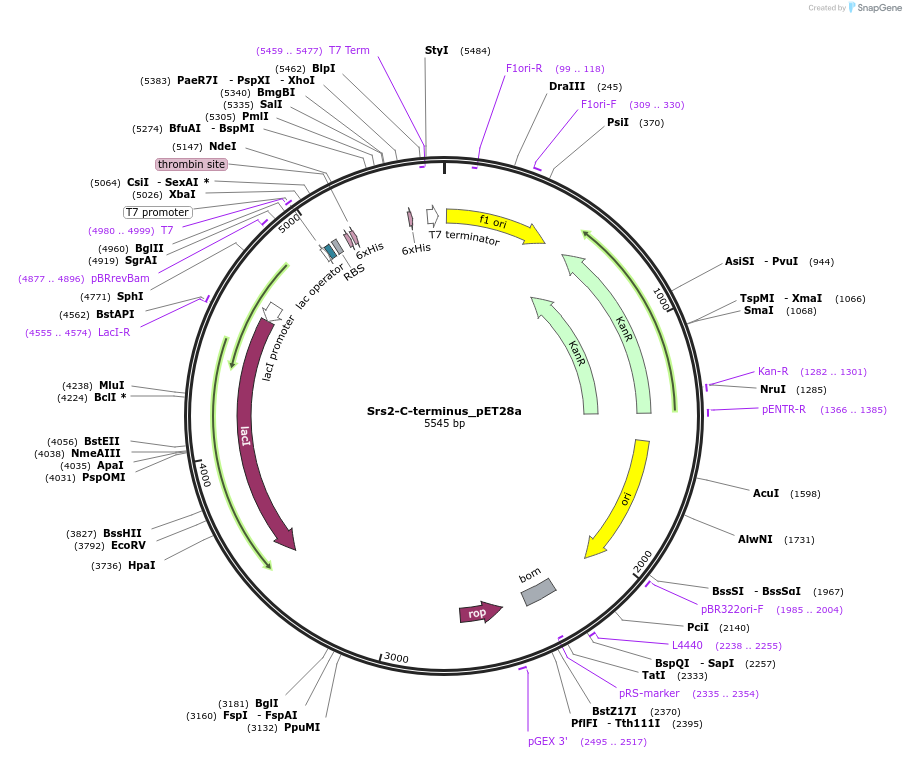 247774-plasmid-map-sequence-id-508625