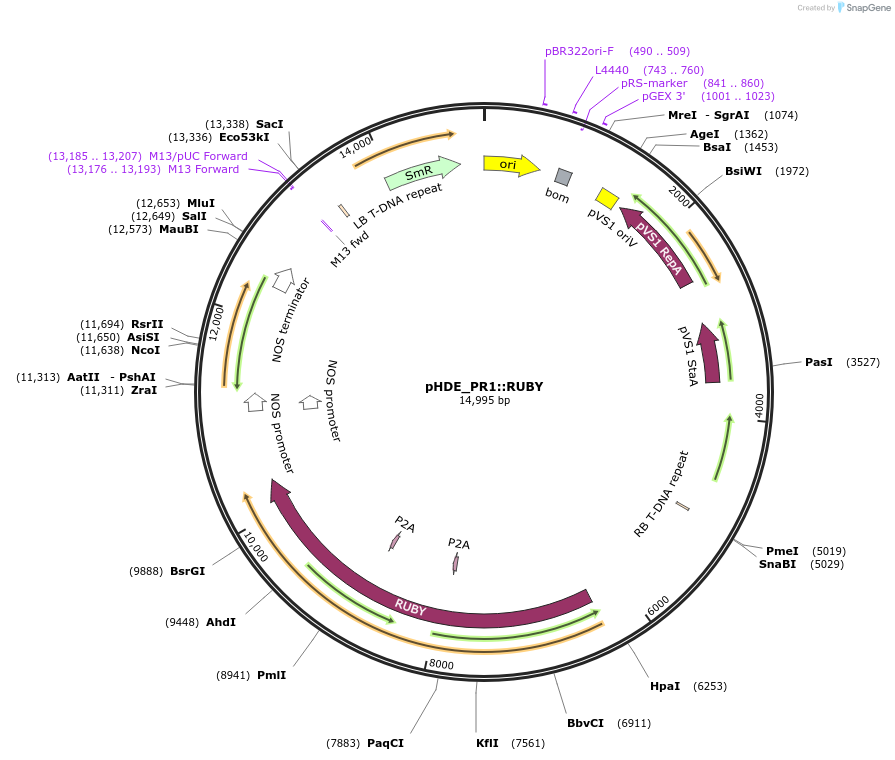 255430-plasmid-map-sequence-id-508634