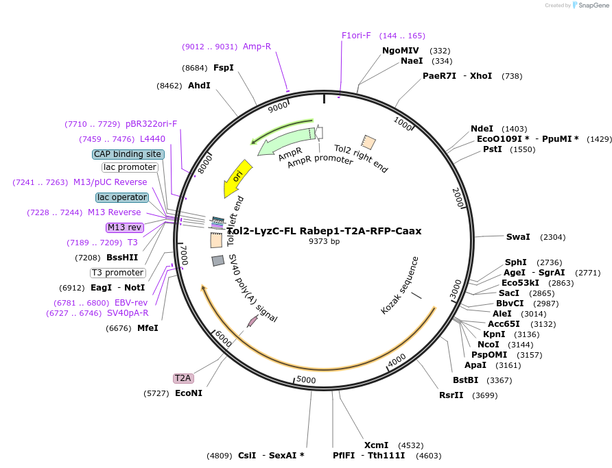 254770-plasmid-map-sequence-id-508650