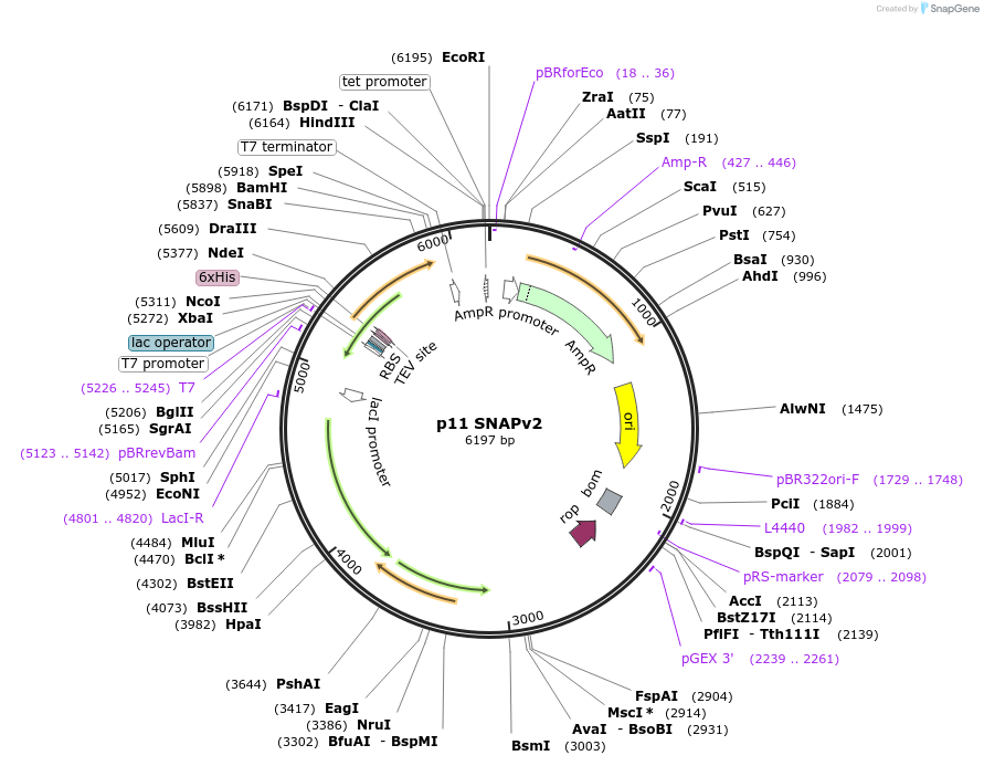 254400-plasmid-map-sequence-id-508652