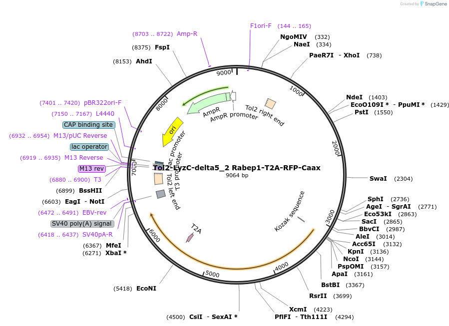 254768-plasmid-map-sequence-id-508665
