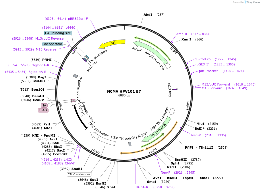 253678-plasmid-map-sequence-id-508675