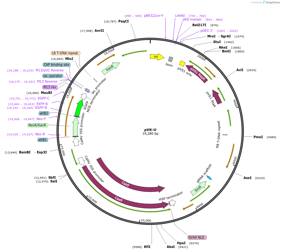 252744-plasmid-map-sequence-id-508686