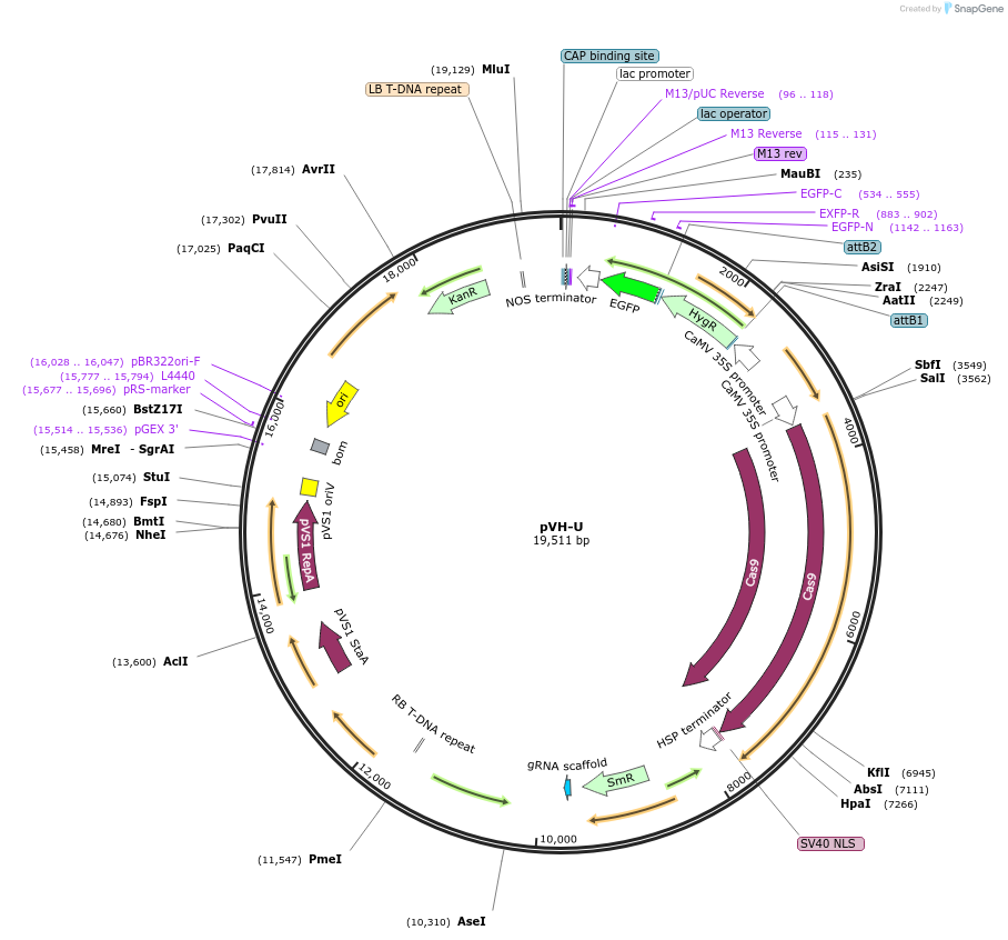 252743-plasmid-map-sequence-id-508690
