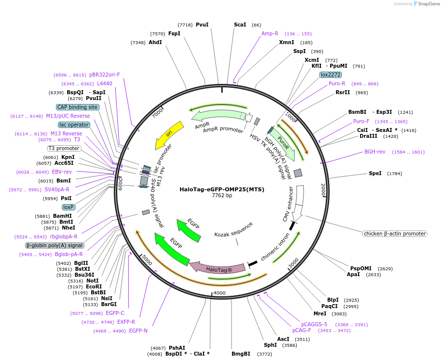188661-plasmid-map-sequence-id-508711