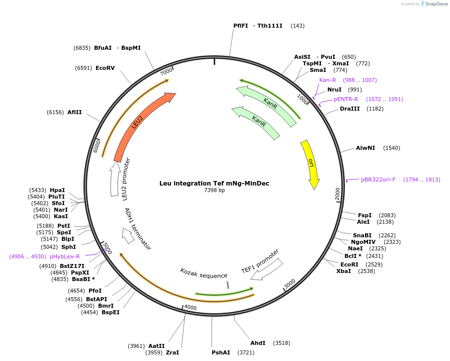 252614-plasmid-map-sequence-id-508736