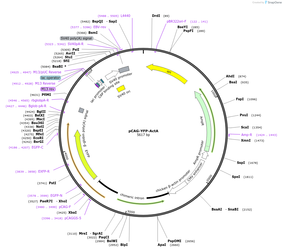 253970-plasmid-map-sequence-id-508747