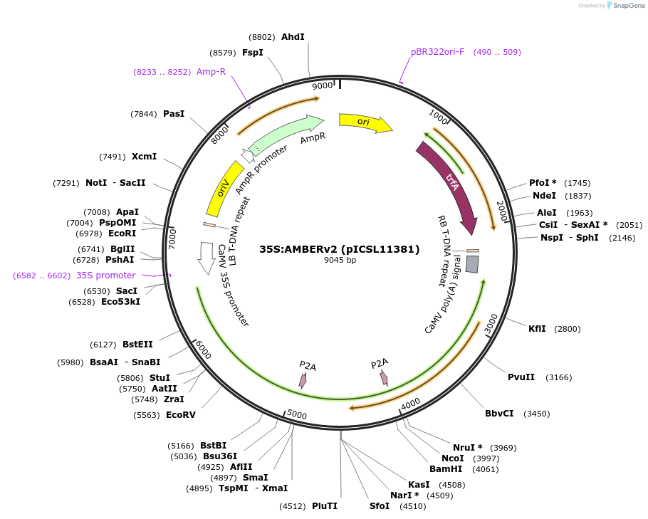 252522-plasmid-map-sequence-id-508748