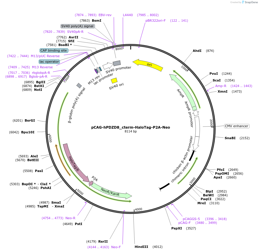 253973-plasmid-map-sequence-id-508760