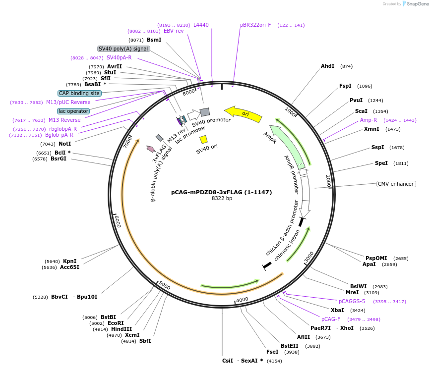 253950-plasmid-map-sequence-id-508762