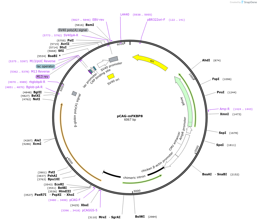 253958-plasmid-map-sequence-id-508763