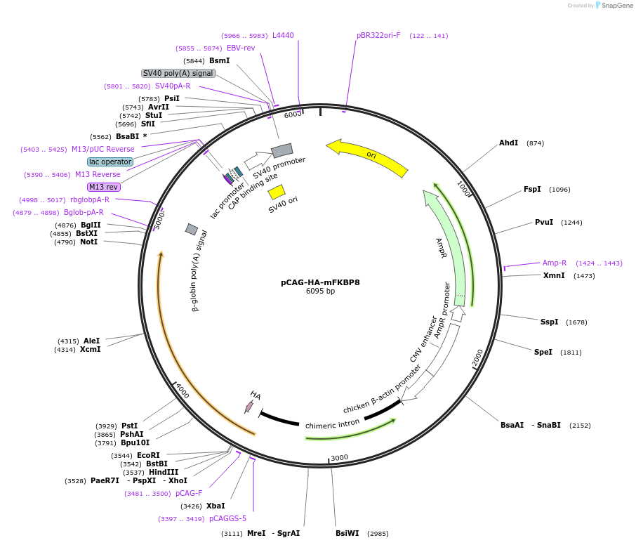253960-plasmid-map-sequence-id-508764