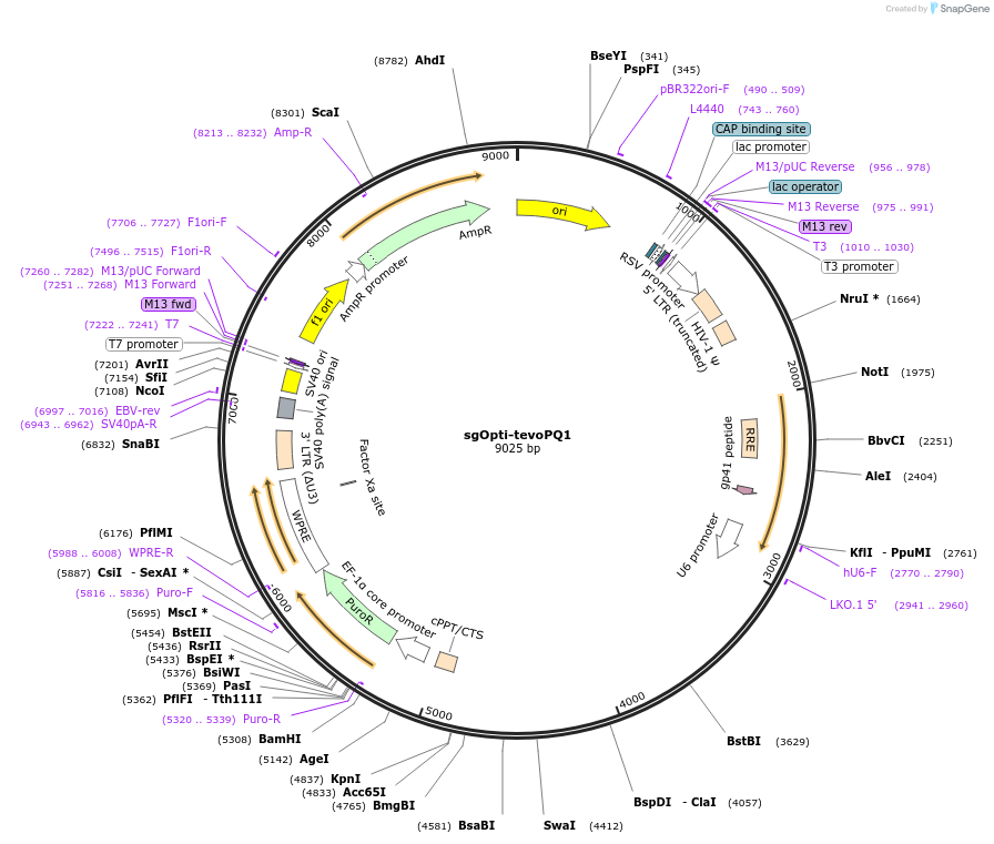255532-plasmid-map-sequence-id-508832